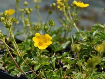 Plante-Vivace-Potentille-aurea