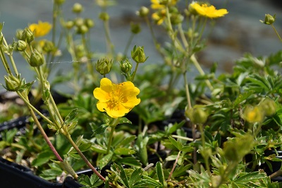 Plante-Vivace-Potentille-aurea