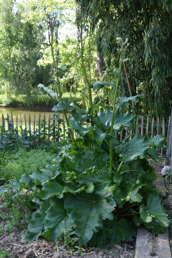 Plante-Vivace-Rheum-officinalis