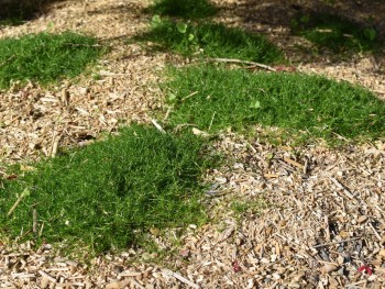 Plante-Vivace-Sagine-subulata-'Scotch-Moss'