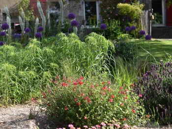 Plante-Vivace-Salvia-microphylla-'Grahamii'