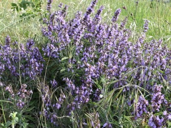 Plante-Vivace-Salvia-officinalis