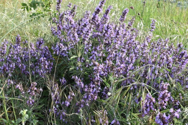 Plante-Vivace-Salvia-officinalis