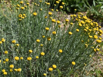 Plante-Vivace-Santoline-chamaecyparissus