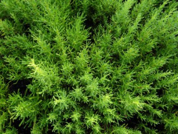 Plante-Vivace-Santoline-rosmarinifolia