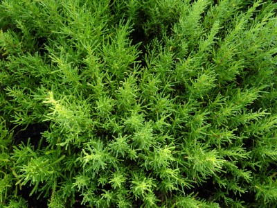 Plante-Vivace-Santoline-rosmarinifolia