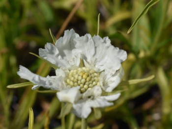 Plante-Vivace-Scabieuse-caucasica-'Alba'