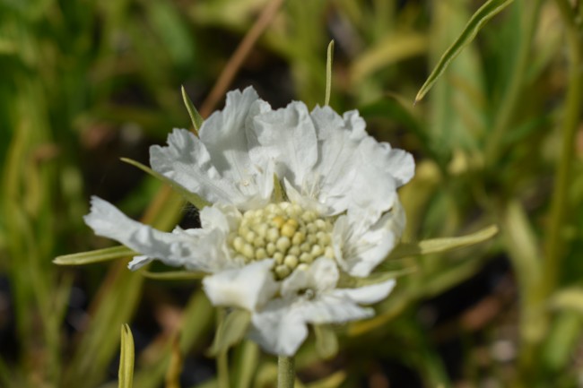 Plante-Vivace-Scabieuse-caucasica-'Alba'