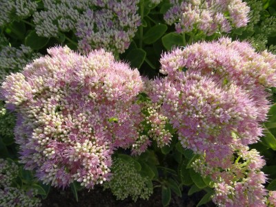 Plante-Vivace-Sedum-spectabilis-'Brillant'