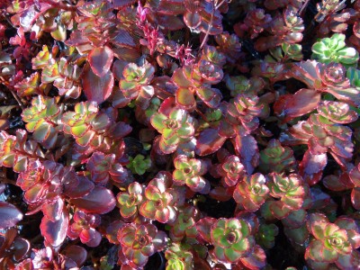 Plante-Vivace-Sedum-spurium-pourpre