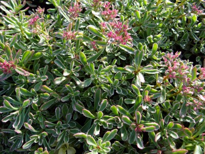 Plante-Vivace-Sedum-spurium-'Variegatum'