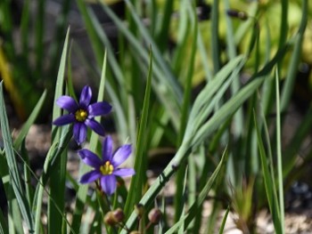 Plante-Vivace-Sisyrinchium-bermudianum