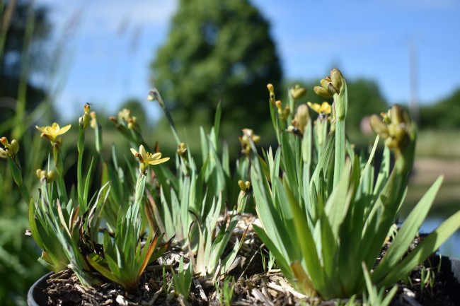 Plante-Vivace-Sisyrinchium-californicum