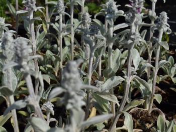 Plante-Vivace-Stachys-bysantina