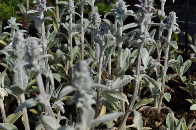 Plante-Vivace-Stachys-bysantina