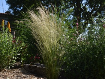 Graminée-Stipa-tenuissima