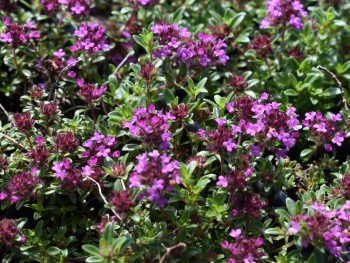 Plante-Vivace-Thymus-serpyllum-coccineus