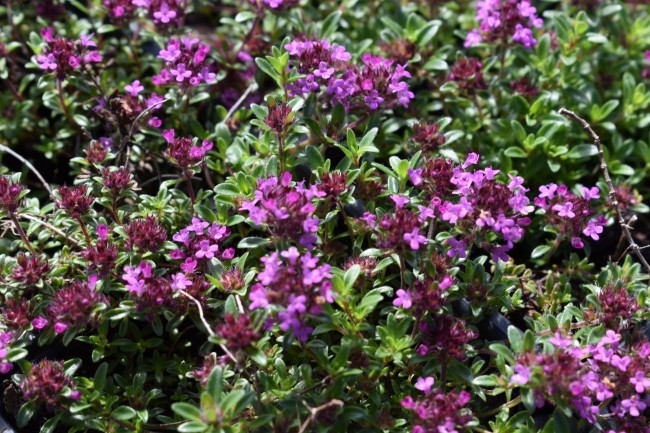 Plante-Vivace-Thymus-serpyllum-coccineus