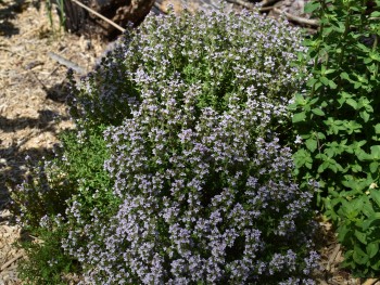 Plante-Vivace-Thymus-vulgaris