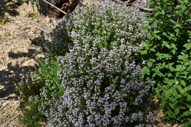 Plante-Vivace-Thymus-vulgaris