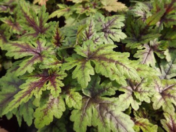 Plante-Vivace-Tiarella-'Neon-Light'