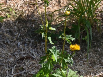 Plante-Vivace-Trollius-chinensis