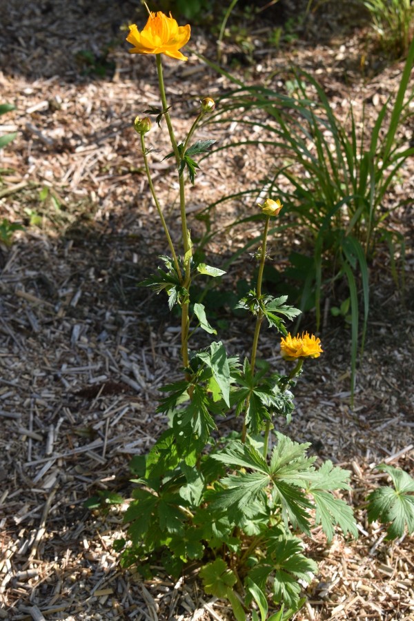 Plante-Vivace-Trollius-chinensis