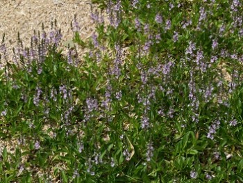 Plante-Vivace-Veronica-cantiana-'Kentish-Pink'