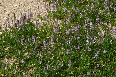 Plante-Vivace-Veronica-cantiana-'Kentish-Pink'