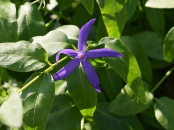 Plante-Vivace-Vinca-major-'Acutiloba'