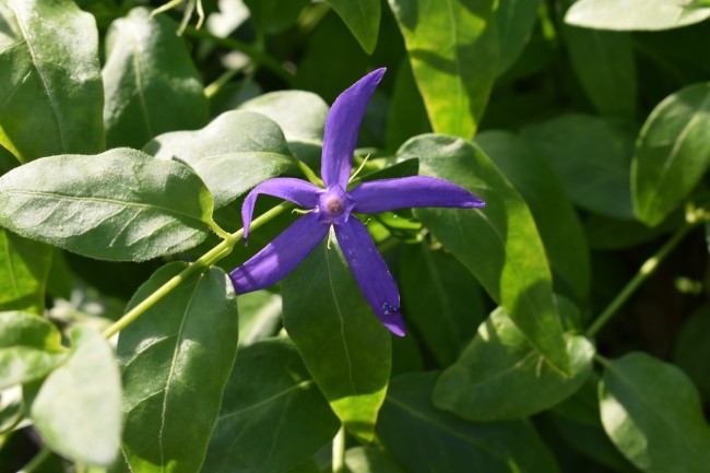 Plante-Vivace-Vinca-major-'Acutiloba'