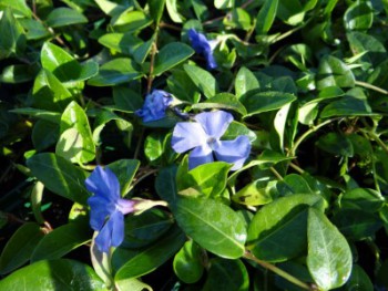 Plante-Vivace-Vinca-minor