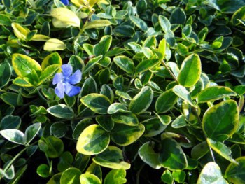 Plante-Vivace-Vinca-minor-'Aureovariegata'