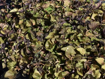 Plante-Vivace-Viola-labradorica