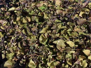 Plante-Vivace-Viola-labradorica