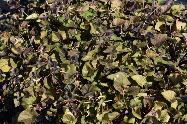 Plante-Vivace-Viola-labradorica