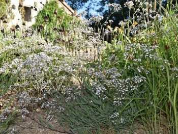 Plante-Vivace-Gypsophila-paniculata-'Bristol-Fairy'