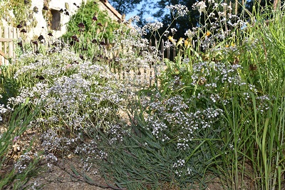 Plante-Vivace-Gypsophila-paniculata-'Bristol-Fairy'