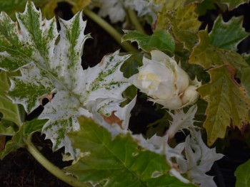 Plantes-Vivaces-Acanthus-whitewater