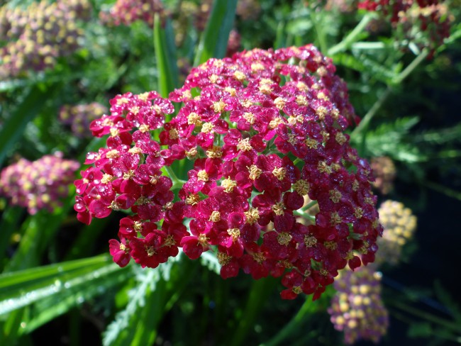 Plante-Vivace-Achillea-fanal