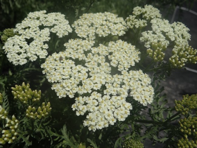 Plantes-Vivaces-Achillea-crithmifolia