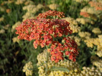 Plante-Vivace-Achillea-'Terracota