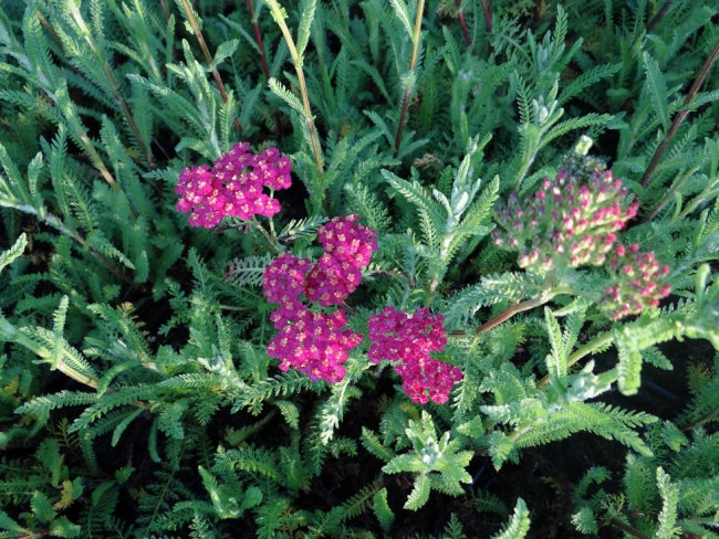 Plante-Vivace-Achillea-millefolium-'Cerise-Queen'