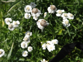 Plante-Vivace-Achillea-ptarmica-'The-Pearl'