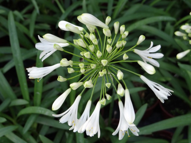 Plante-Vivace-Agapanthus-'Polar-Ice'