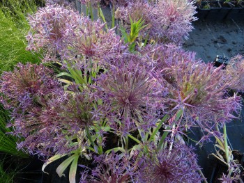 Plante-Vivace-Allium-christophii