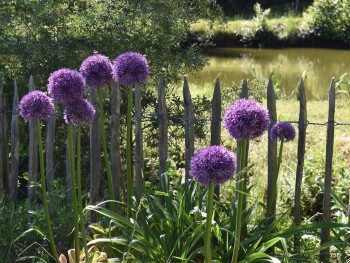 Plante-Vivace-Allium-Gladiator