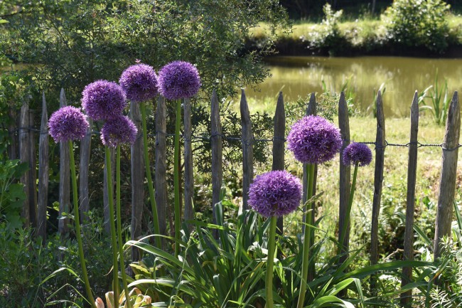 Plante-Vivace-Allium-Gladiator