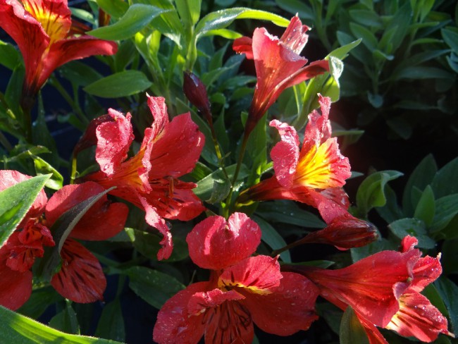 Plante-Vivace-Alstroemeria-Chinon