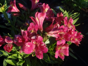 Plante-Vivace-Alstroemeria-'Philippe'